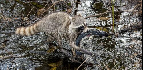 ¿Qué es un humedal?Un ecologista lo explica