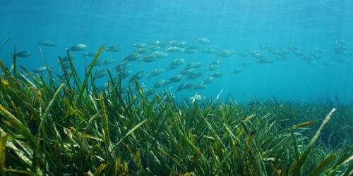 Cómo deberíamos cambiar la forma en que consumimos pescado para salvar la biodiversidad marina