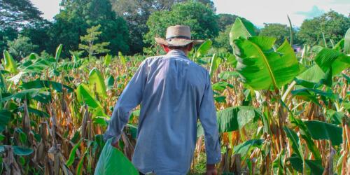 El Salvador, donde la agroecología repara los daños de monocultivos y pesticidas