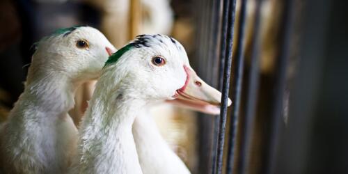 "El foie gras no causa sufrimiento".Lavado de personas en el Parlamento de la UE