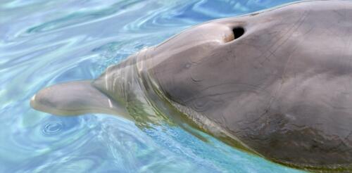 La contaminación por microplásticos está en todas partes, incluso en el aliento exhalado de los delfines: nueva investigación