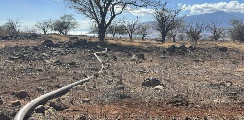 Los incendios forestales no sólo queman tierras de cultivo: también pueden contaminar el agua que los agricultores utilizan para regar los cultivos y sustentar al ganado.