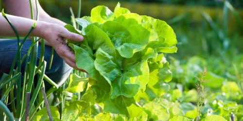 Decreto de “contaminación”, ¿bueno o malo para la agricultura ecológica?