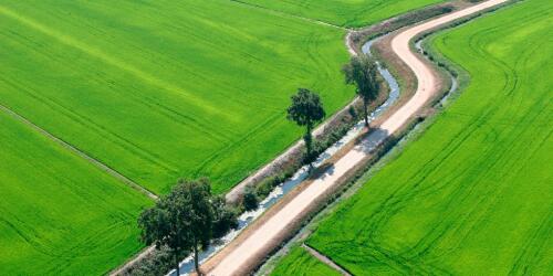 Un antioxidante puede salvar al arroz italiano del cambio climático