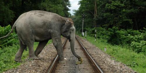 India detiene trenes con inteligencia artificial para salvar elefantes