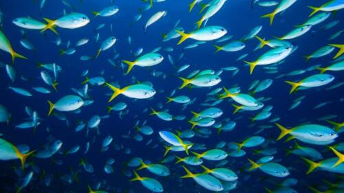 Invasión de peces tropicales en los mares, Palmieri (Zarotti Spa):“Ecosistema en riesgo”