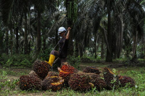 De Italia a Austria, la presión de los países de la UE para posponer la regulación contra la deforestación