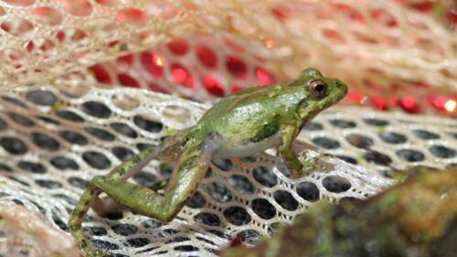 Ecologistas contra el Palio della Granocchia:“Las ranas están aterrorizadas.Detén esta crueldad"