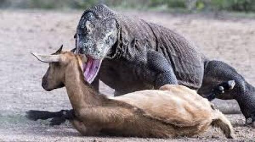 Sorpresa:Los dragones de Komodo tienen dientes cubiertos de hierro.