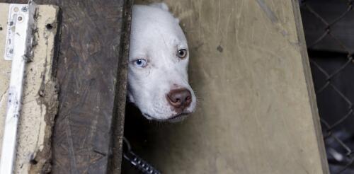 Cuando las personas están bajo estrés económico, sus mascotas también sufren: encontramos partes de Detroit que son desiertos de bienestar animal.