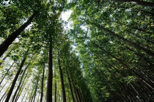 Mancuso :« Plantez-les, les arbres nous éviteront la surchauffe »