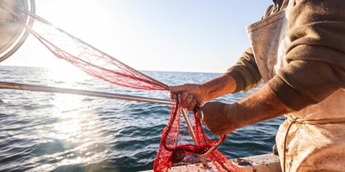 Qu'est-ce que la Journée de la dépendance au poisson et pourquoi nous sommes déjà « à court » de poissons méditerranéens en juillet