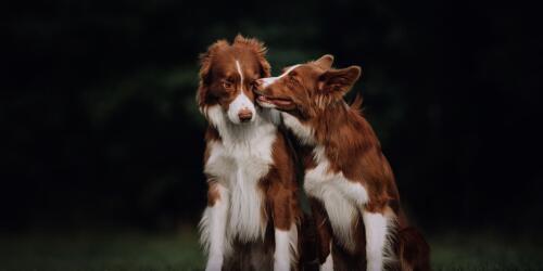 Chiens à poils courts de taille moyenne :fidèles gardiens de la vie quotidienne