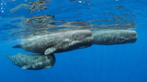 Les baleines ont un langage beaucoup plus complexe qu’on ne le pensait