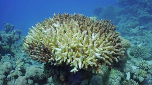 La Grande Barrière de Corail connaît un blanchissement sévère