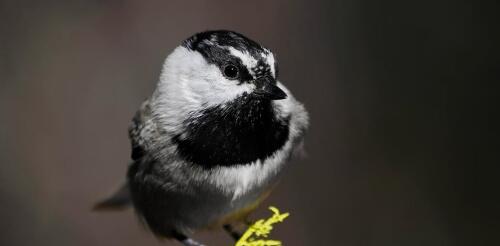 La mésange dans le banc de neige :Un « canari dans la mine de charbon » pour le changement climatique dans les montagnes de la Sierra Nevada 