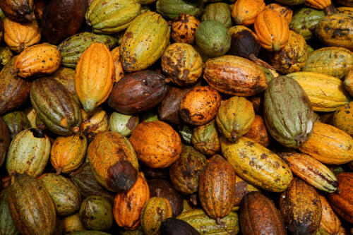 Bonne nouvelle pour les amateurs de chocolat : des scientifiques suisses trouvent un moyen de rendre cette friandise plus durable