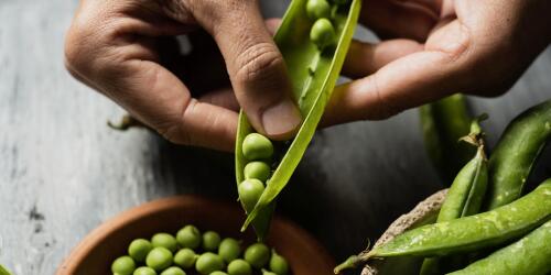 Petits pois:valeurs nutritionnelles, propriétés et comment les cuisiner