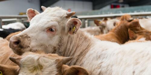 Une nouvelle enquête révèle le sort cruel des veaux dans l'industrie laitière