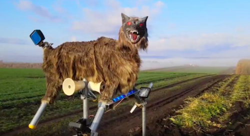 Les loups robots :La solution du Japon contre les ours envahissant les villages – La vidéo