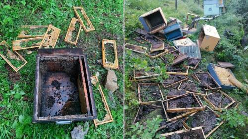 PHOTOS | La chasse à l'ours pour le miel dans les ruches est la deuxième fois en quelques jours à Belluno