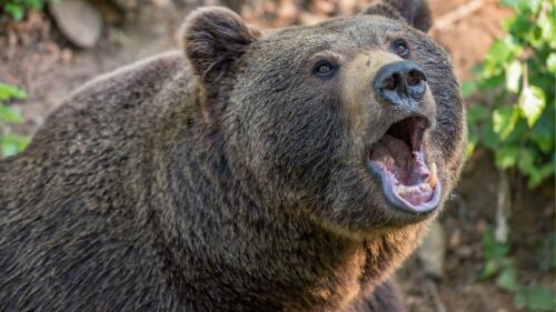 La province de Trente est en guerre contre les ours, le gouvernement n'intervient pas