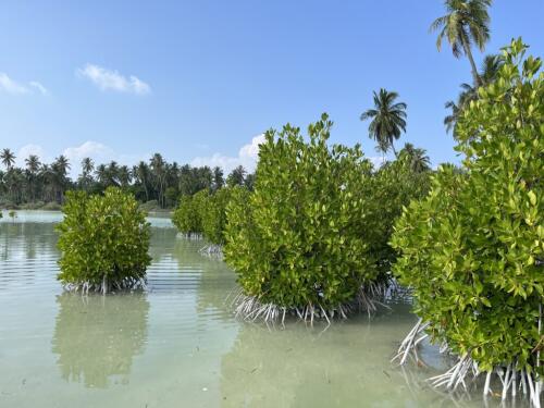 De Gênes à Milan, des Maldives à Dubaï :tous unis pour sauver les mangroves