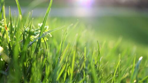 Des herbes hautes à Milan pour aider la biodiversité