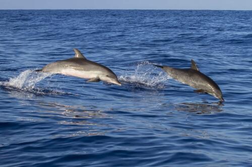 Journée mondiale des dauphins, de plus en plus de cétacés échoués sur nos côtes