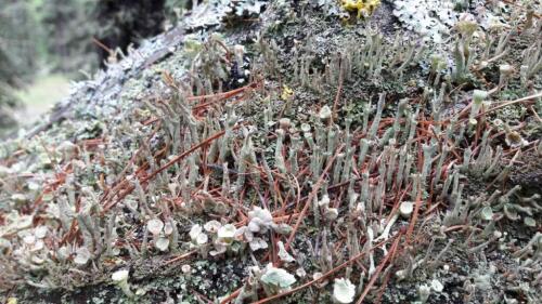 De Bologne aux Dolomites, la carte d'inventaire en ligne de tous les lichens arrive