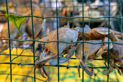 Crabe bleu, le gouvernement signe une aide pour les pêcheurs