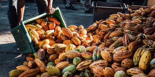 Le cacao, la Côte d'Ivoire augmente le prix de 50 pour cent