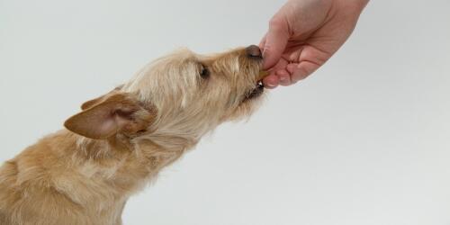 Les glucides dans l'alimentation du chien, faisons le point