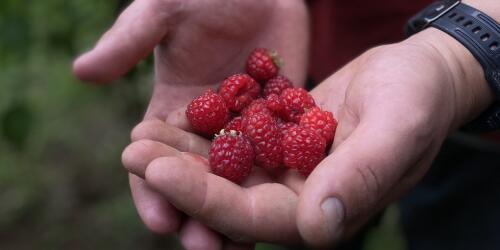 Pappaluga Farm, un projet d'agriculture biologique et inclusif