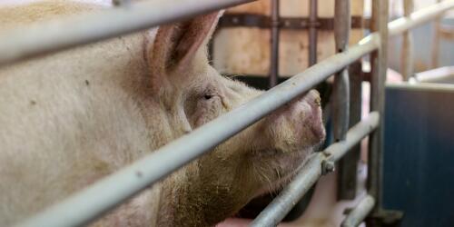 Une loi contre l'agriculture intensive, la proposition des associations écologistes