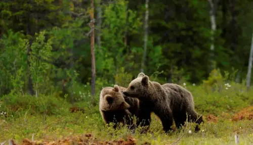 Valtellina, une famille et une rencontre rapprochée avec un ours à Albosaggia