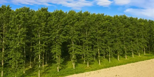 Des arbres OGM pour capter plus de CO2, avantages et inconvénients