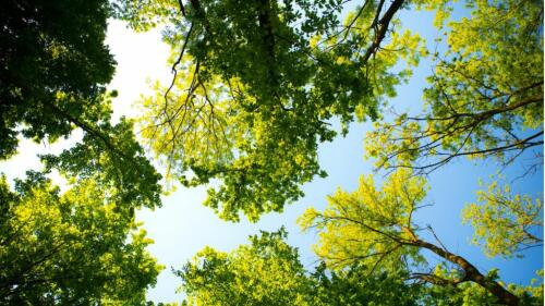 Les arbres-monuments doivent être protégés, en Emilie-Romagne oui à la loi :près d'un million d'euros pour les 622 exemplaires spéciaux