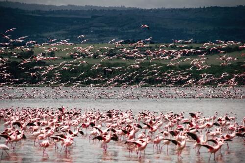 Caserta, griffons et flamants roses reviennent dans l'ancienne réserve de chasse de Casalesi