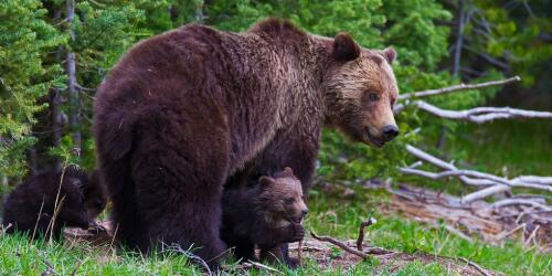 L'Italie déclare la guerre à la faune sauvage