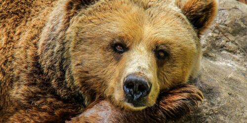 Trente, l'ours KJ1 ne sera pas démoli pour l'instant.Et que se passe-t-il maintenant ?