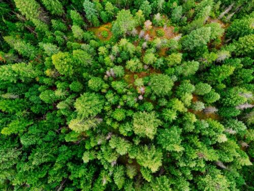 Les Émirats arabes unis achètent des forêts africaines