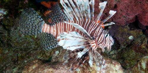 Le poisson-lion envahissant s'est propagé vers le sud, des Caraïbes jusqu'au Brésil, menaçant les écosystèmes et les moyens de subsistance.