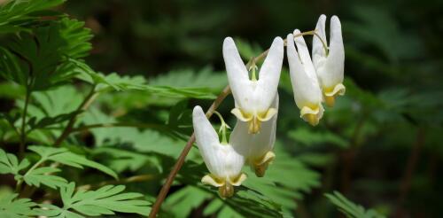 Le changement climatique menace les fleurs sauvages du printemps en accélérant la floraison des arbres au-dessus d'elles.