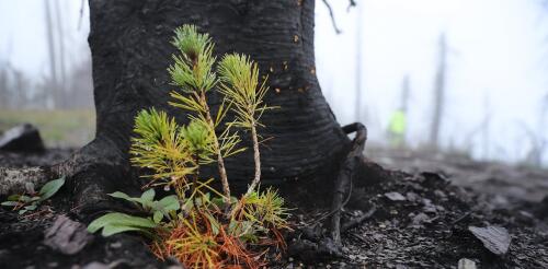 Les forêts emblématiques de l’Occident ont de plus en plus de mal à se remettre des incendies de forêt : modifier la façon dont les incendies brûlent pourrait augmenter leurs chances.