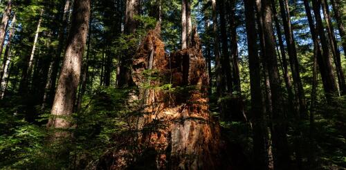 L’administration Biden a appelé à protéger les forêts matures des États-Unis pour ralentir le changement climatique, mais elle autorise toujours leur exploitation.