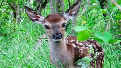 Abruzzes, « Stop au massacre des cerfs » :la pétition sur change.org