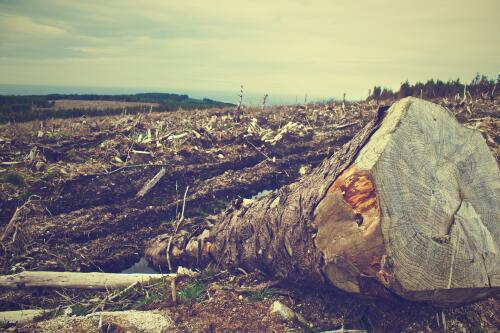 « Tuer » des arbres :Comment une véritable protection de l’environnement nécessite une révolution dans la façon dont nous parlons de nos forêts et avec elles