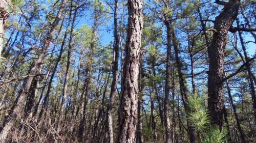 Le service forestier de l'USDA impose des restrictions publiques en matière d'incendie dans les forêts nationales de l'Alabama