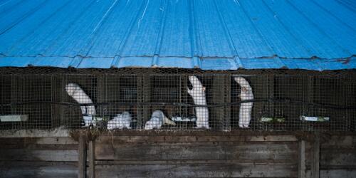 Les visons, en Italie, ferment toutes les fermes.Maintenant, que va-t-il arriver aux animaux ?